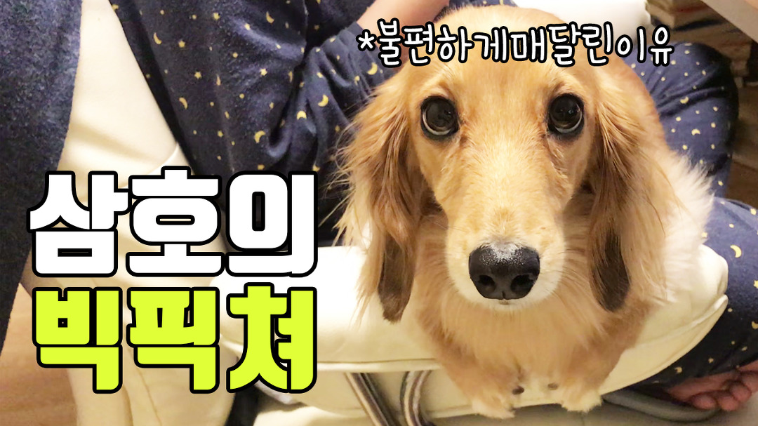 닥스훈트 강아지 삼호가 자꾸 컴퓨터 책상에 올라오는 이유는? - kakaoTV 닥스훈트 강아지 삼호가 자꾸 컴퓨터 책상에 올라오는 이유는?