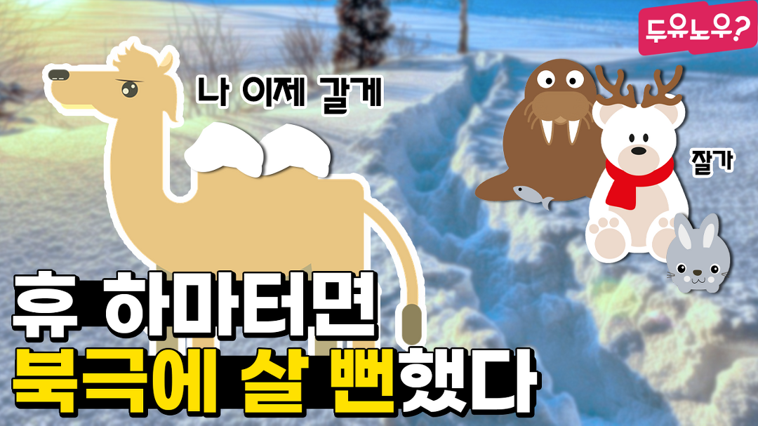 [두유노우] 낙타 고향은 사막이 아니다! 그럼 어디?? - kakaoTV [두유노우] 낙타 고향은 사막이 아니다! 그럼 어디??