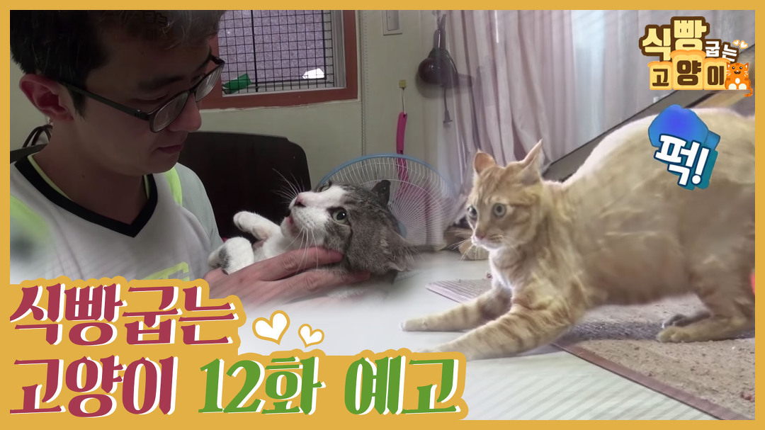 [12회 예고] 식빵굽는 고양이, 오남매 하우스 & 메이의 새 가족 - kakaoTV [12회 예고] 식빵굽는 고양이, 오남매 하우스 &  메이의 새 가족