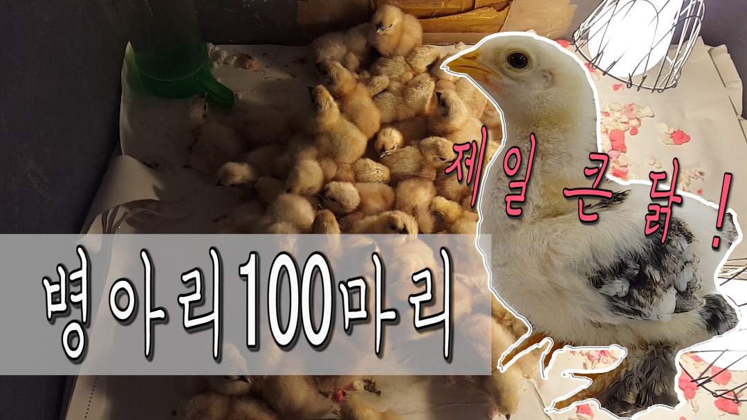 feat.세상에서 제일 큰 닭 - kakaoTV [와니라미 zoo]집에서 병아리 100마리 부화하기! feat.세상에서 제일 큰 닭