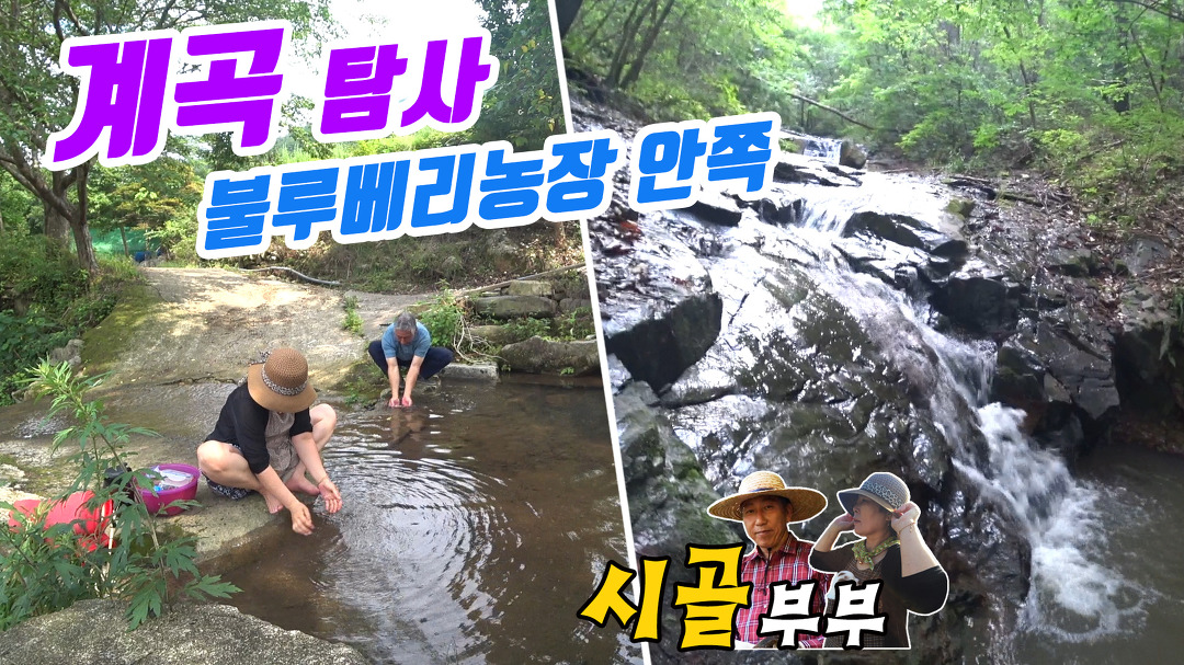 귀농귀촌 시골부부 (불루베리수확)#4_와룡산 300고지 불루베리농원 (농원안쪽 계곡 옹녀탕 탐사) - kakaoTV 귀농귀촌 시골부부 (불루베리수확)... 