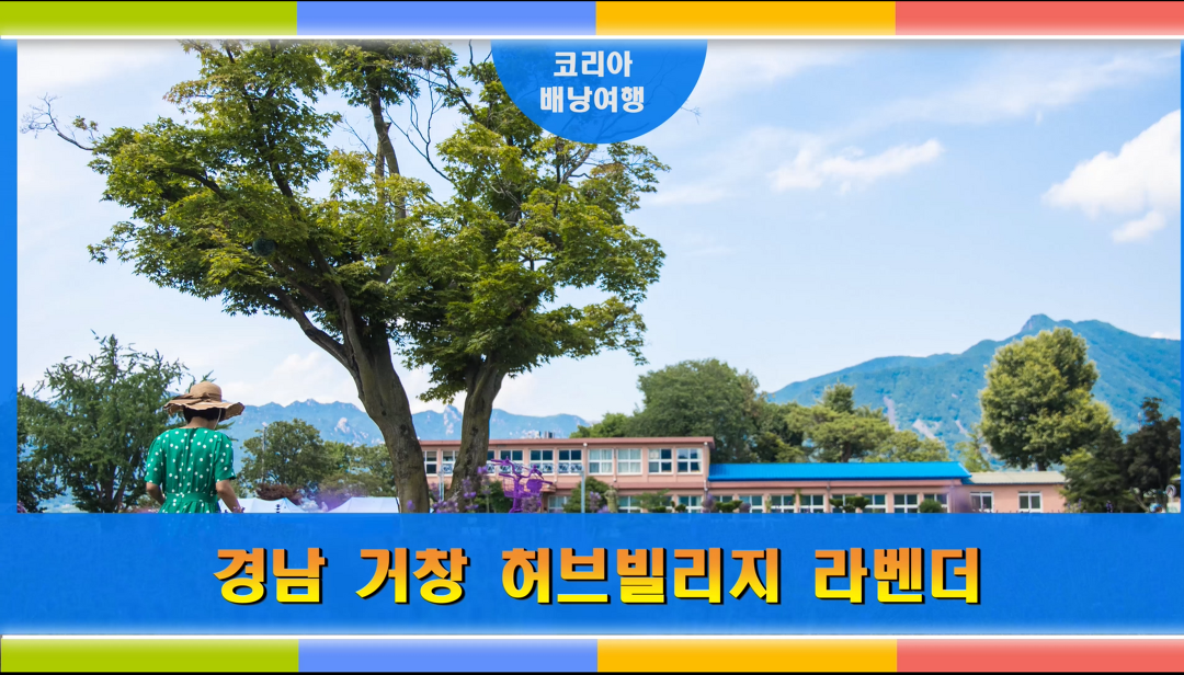경남 거창 허브빌리지 라벤더 lavender - kakaoTV 경남 거창 허브빌리지 라벤더 lavender