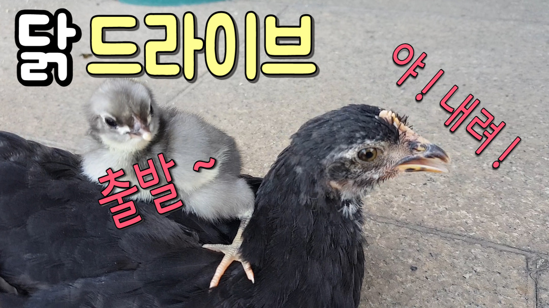 [와니라미 zoo]청계병아리 삼총사 / 닭등에 병아리 태웠더니 ㅋㅋㅋ - kakaoTV [와니라미 zoo]청계병아리 삼총사 / 닭등에 병아리 태웠더니... 