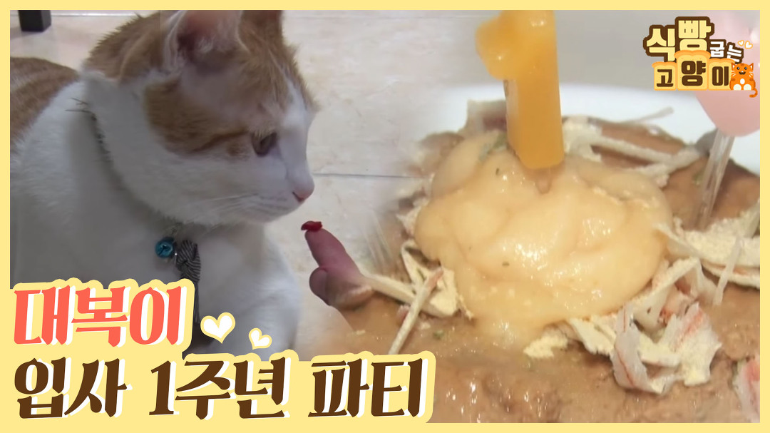 대복이 입사 1주년 파티 #비트와인_만들기 #꿀팁 [식빵굽는 고양이] 20회 - kakaoTV 대복이 입사 1주년 파티 #비트와인_만들기 #꿀팁... 