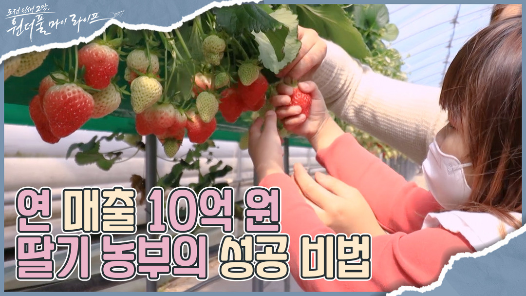 딸기 농부 선권수 씨의 성공 비법 I 원더풀 마이 라이프 12회 - kakaoTV 농장 전체 연 매출 10억 원?! 딸기 농부 선권수 씨의 성공 비법 I... 
