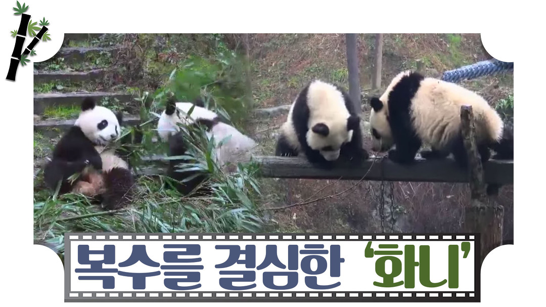 복수를 결심한 아기 판다, 화니 [판다극장] 8회 - kakaoTV 복수를 결심한 아기 판다, 화니 [판다극장] 8회