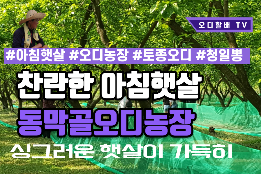 동막골오디농장 아침햇살 가득히 - kakaoTV 동막골오디농장 아침햇살 가득히