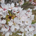 '봄꽃이 만발하는 월요' 글에 포함된 이미지