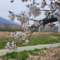'늦게 벚꽃이 만개를 ' 글에 포함된 이미지