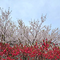 '이 좋은 봄꽃들이 흐' 글에 포함된 이미지