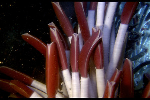 딥씨(Deepsea) 이미지