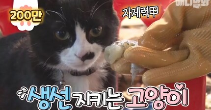 차라리 고양이한테 생선을 맡기지ㅋㅋㅋ 레알 생선 지키는 대박 기특 고양이!
