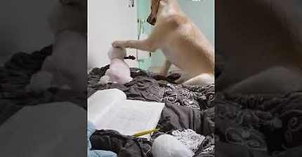 장난감 하나갖고 신경전벌이는 소형견과 대형견 ㅋㅋㅋㅋㅋ체급차이보소