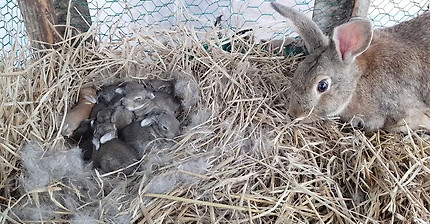 아기토끼(rabbit) 11마리 배수관속에서 토끼집으로 이사를 했습니다.