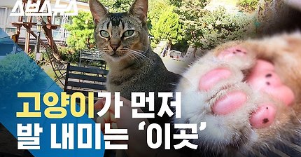 고양이 좋아한다면 꼭 가봐야 할 한국 최초 유기묘 야외 카페