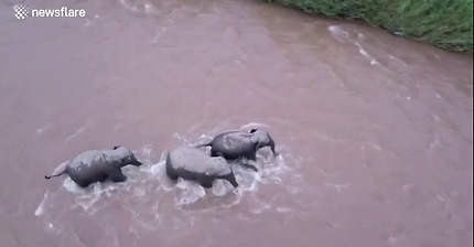 Wild elephants rescue a cow in river