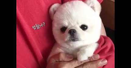 아이스크림 혼자 욕심내서 많이 먹은 포메라니안의 최후.gif | 인스티즈