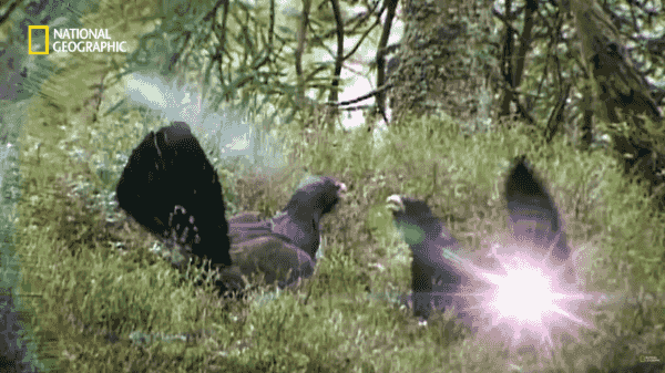 993DDB3B5C3C78C20BDFB4