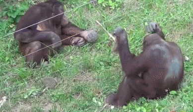 9950DA3A5C42D2D81CC7C7