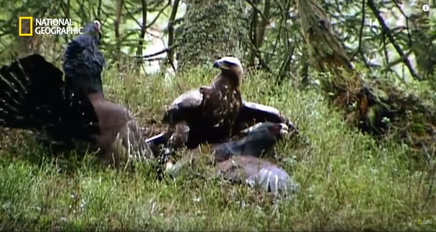 99AD433B5C3C78C4075A87