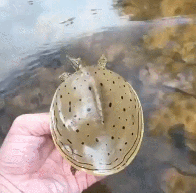 9970443359ADE8C80FD730