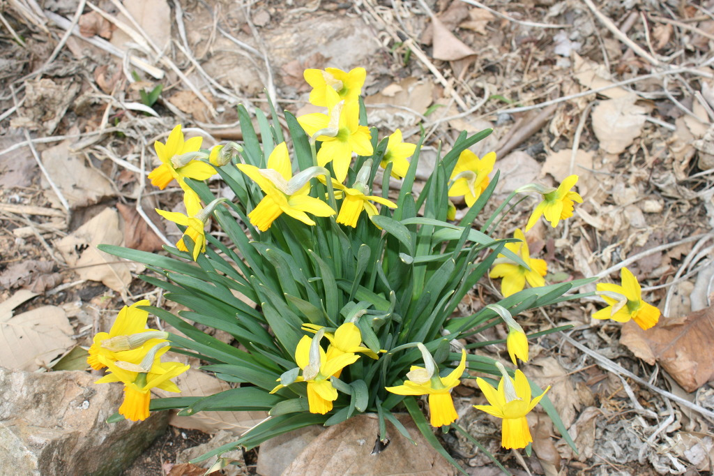 제암리~수도암~수촌리 (158.3.28) 이미지