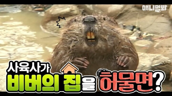 비버 이미지