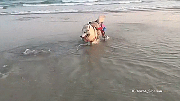 24719C3557F6642923499D