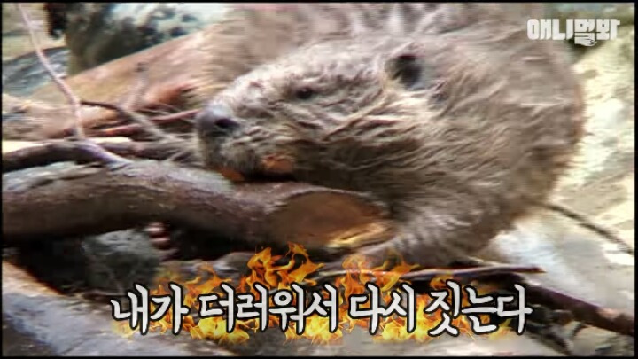 비버 이미지