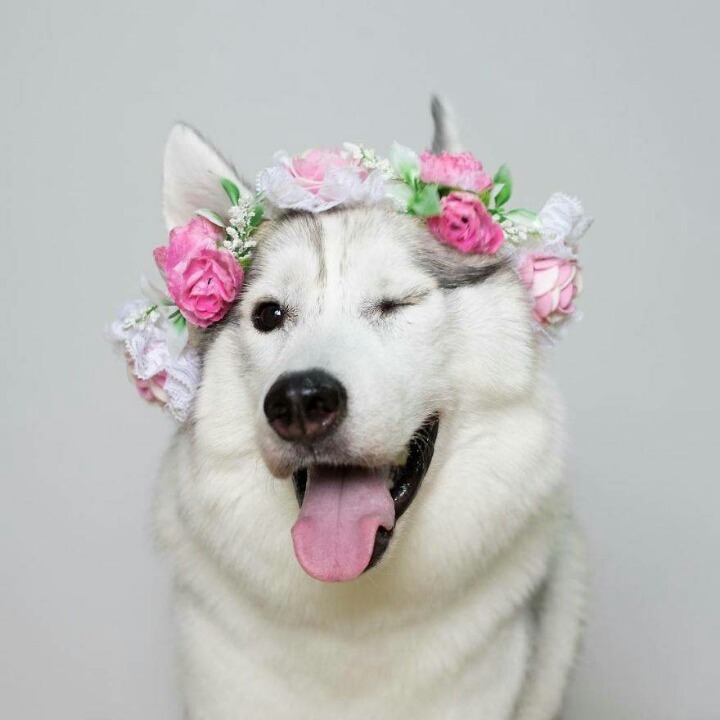 2462BF3357F664321E54A2