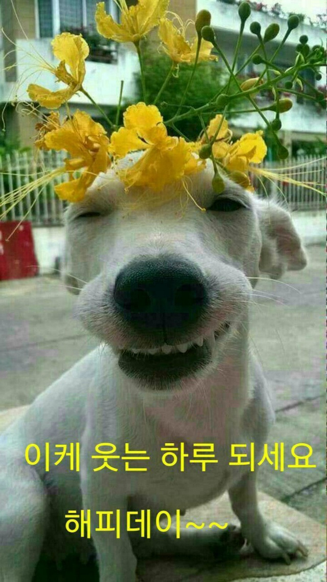 해피 이미지
