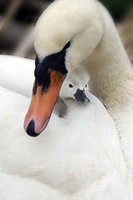 2309854558335D062C4E8D