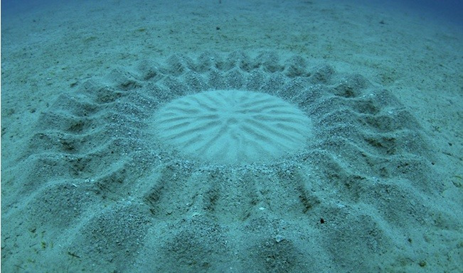 암컷을 유혹하기 위한 수컷 복어의 작업 | 인스티즈