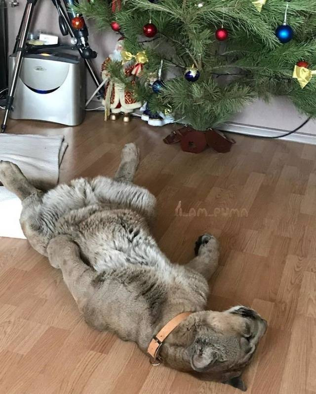 eee0598eb2e066f95a85fa57574f27406ce106ea