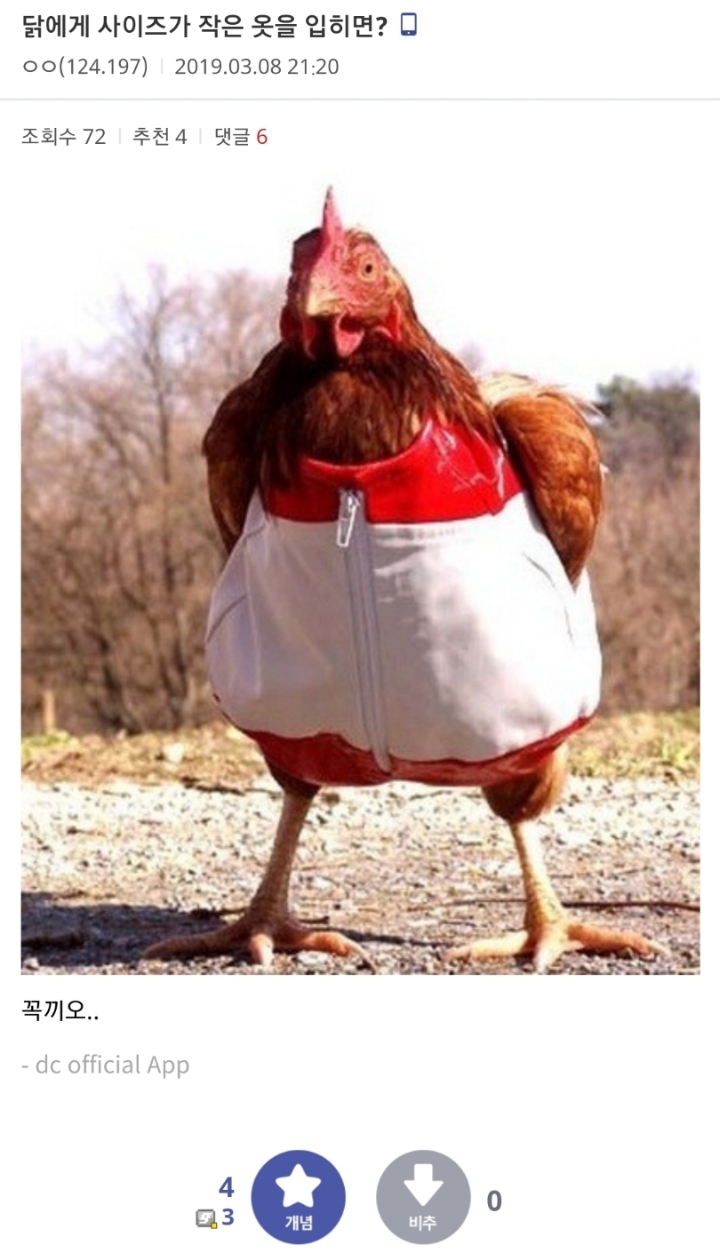 닭에게 사이즈가 작은 옷을 입히면?.jpg