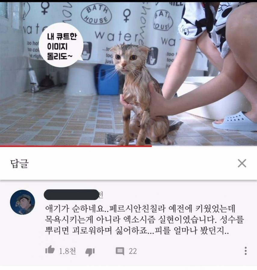 고양이 샴푸 주의사항