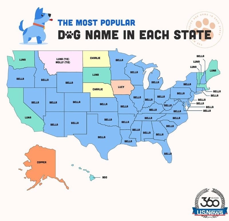 미국에서 가장 인기 있는 개 이름