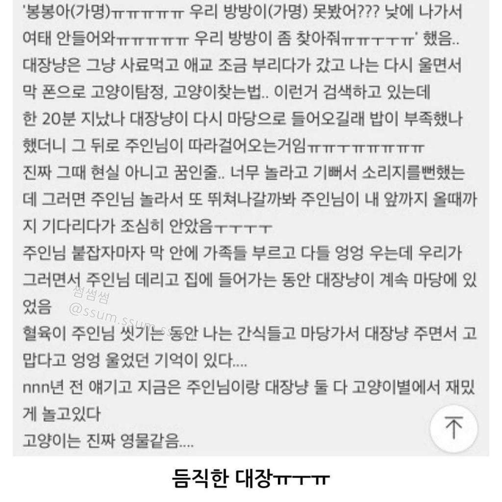 동네 대장냥이에게 실종된 냥이를 찾아달라 부탁했더니