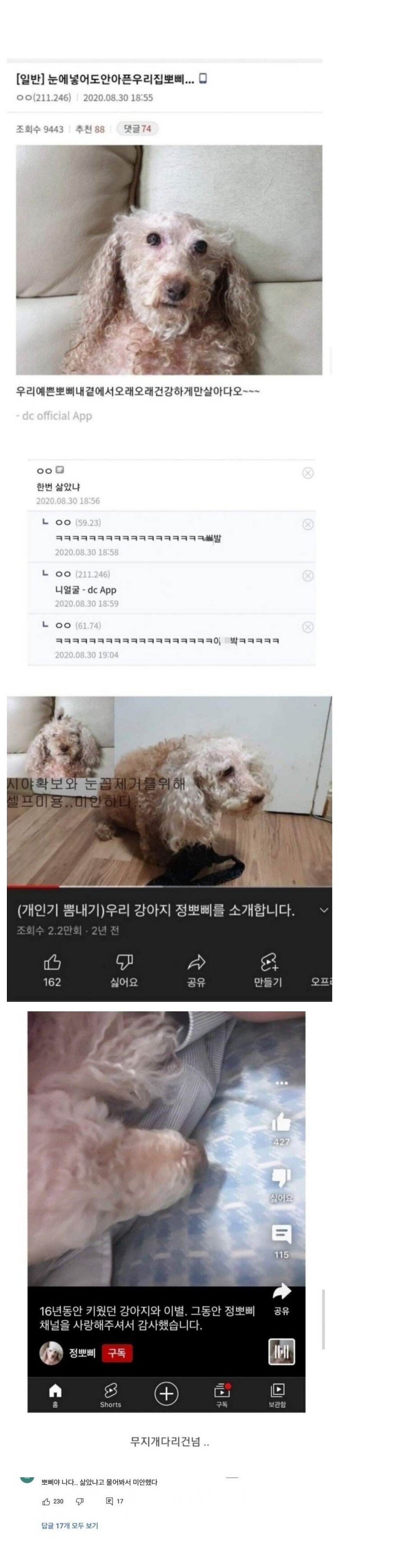 한번 삶았던 강아지 근황