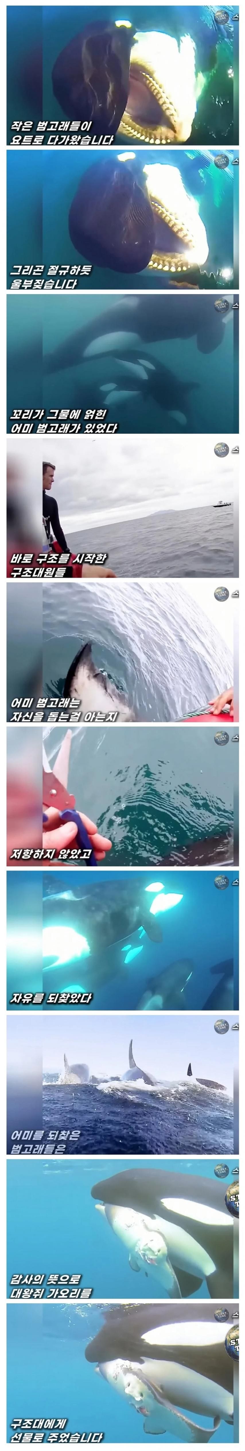 인간에게 도움을 청하는 범고래들