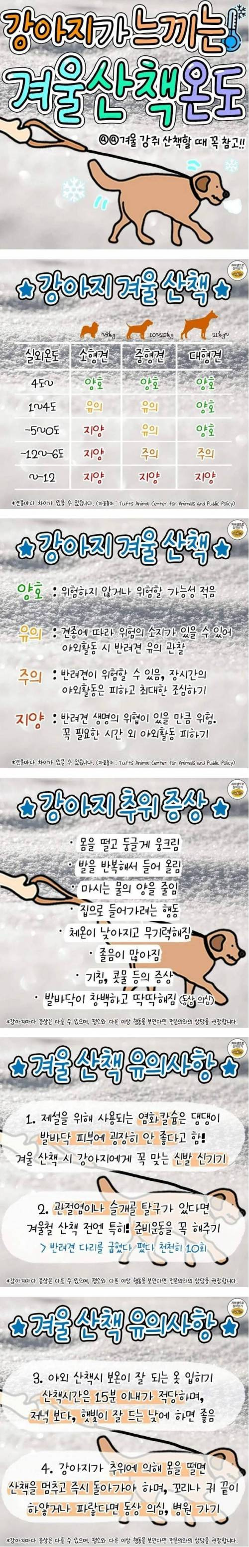 강아지가 느끼는 겨울 산책 온도