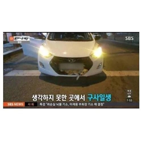 운전하다가 강아지를 쳤는데...