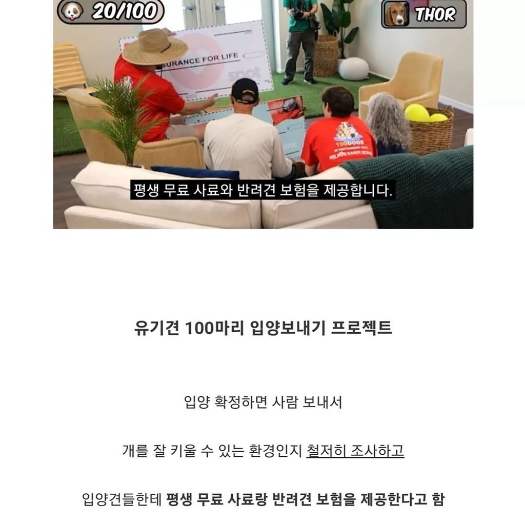 유투버가 유기견 100마리 가지고 한 일