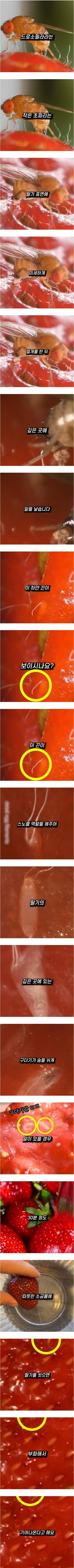 딸기에 난 하얀 털의 비밀