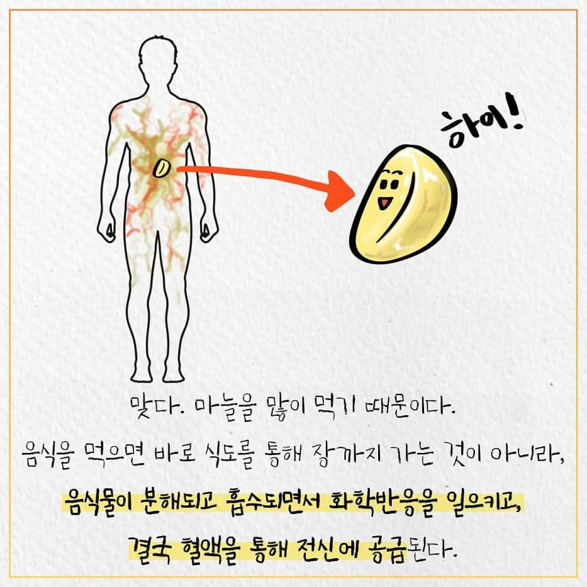 한국인들에게 마늘 냄새가 난다고 하는 이유.jpg