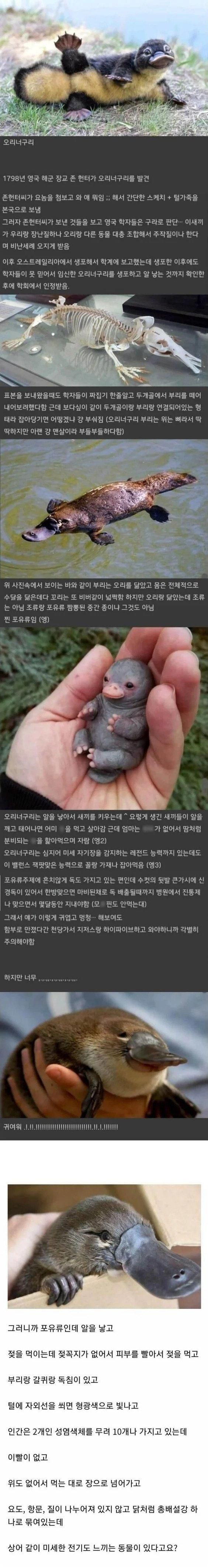 실존하는데도 처음엔 아무도 안 믿었던 동물.jpg