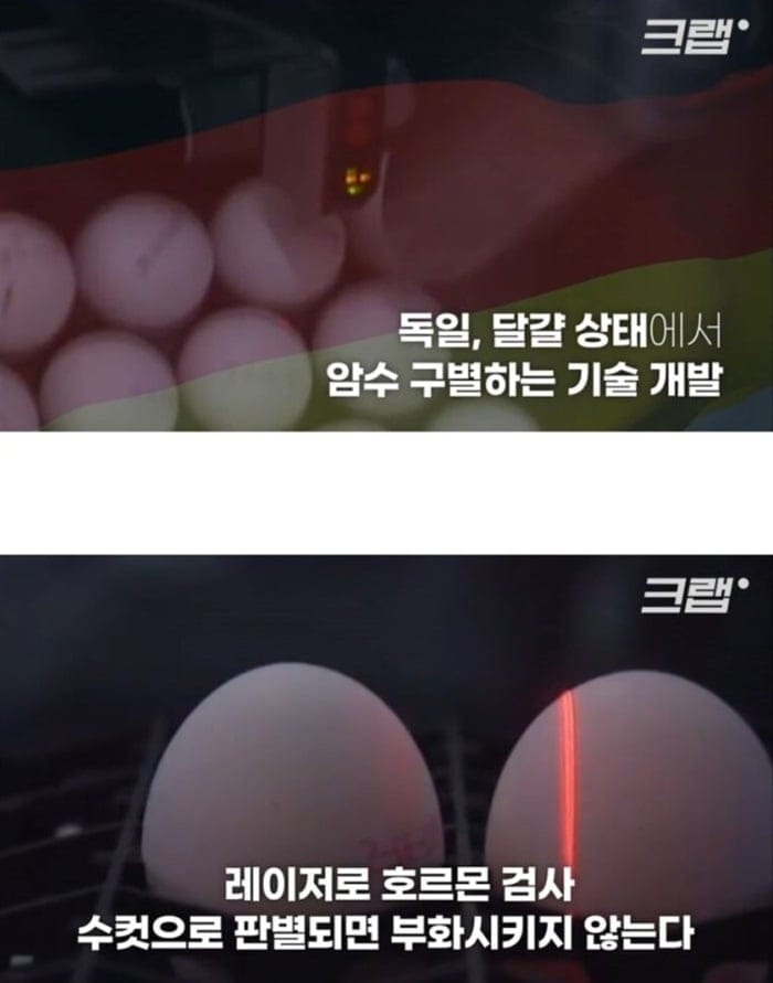 수컷 병아리를 죽이는게 너무 잔인 하다는 독일