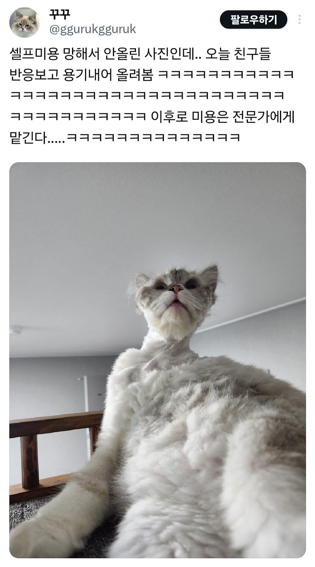 셀프미용 망한 고양이