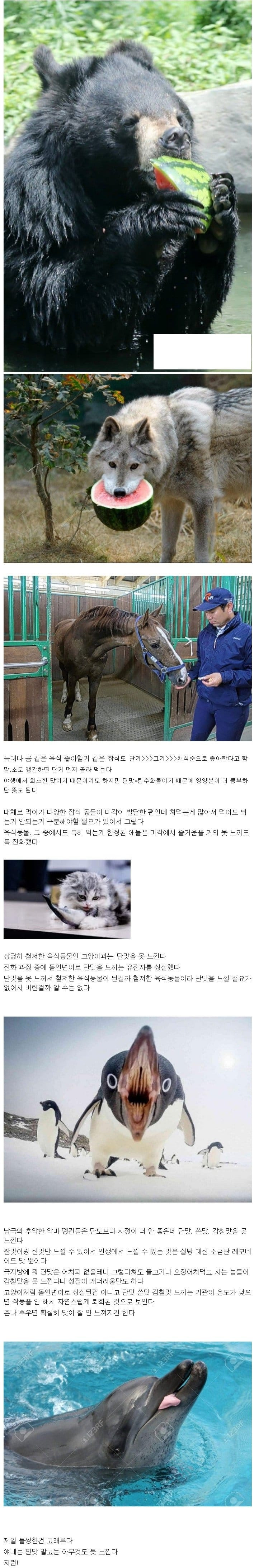 동물은 대부분 단맛에 환장함.txt