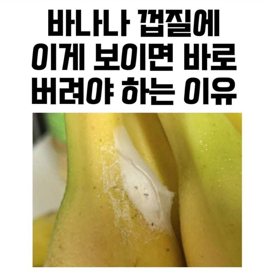 바나나 껍질에 이거 보이면 바로 버려야함